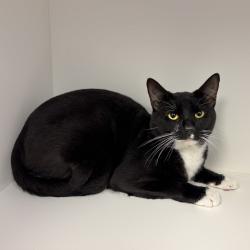 Shelter Stray Male Cat last seen , 244 Georgetown Rd, Jacksonville, NC 28540, USA