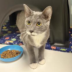 Shelter Stray Female Cat last seen , 244 Georgetown Rd, Jacksonville, NC 28540, USA