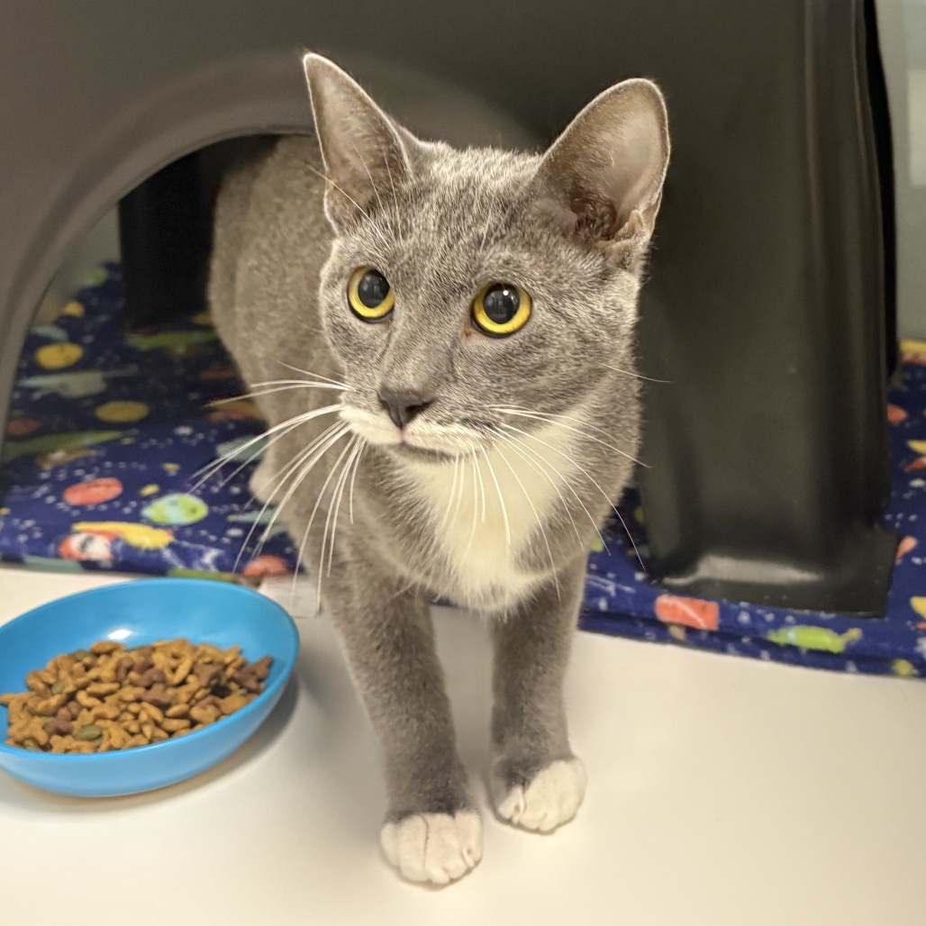 Shelter Stray Female Cat last seen , 244 Georgetown Rd, Jacksonville, NC 28540, USA