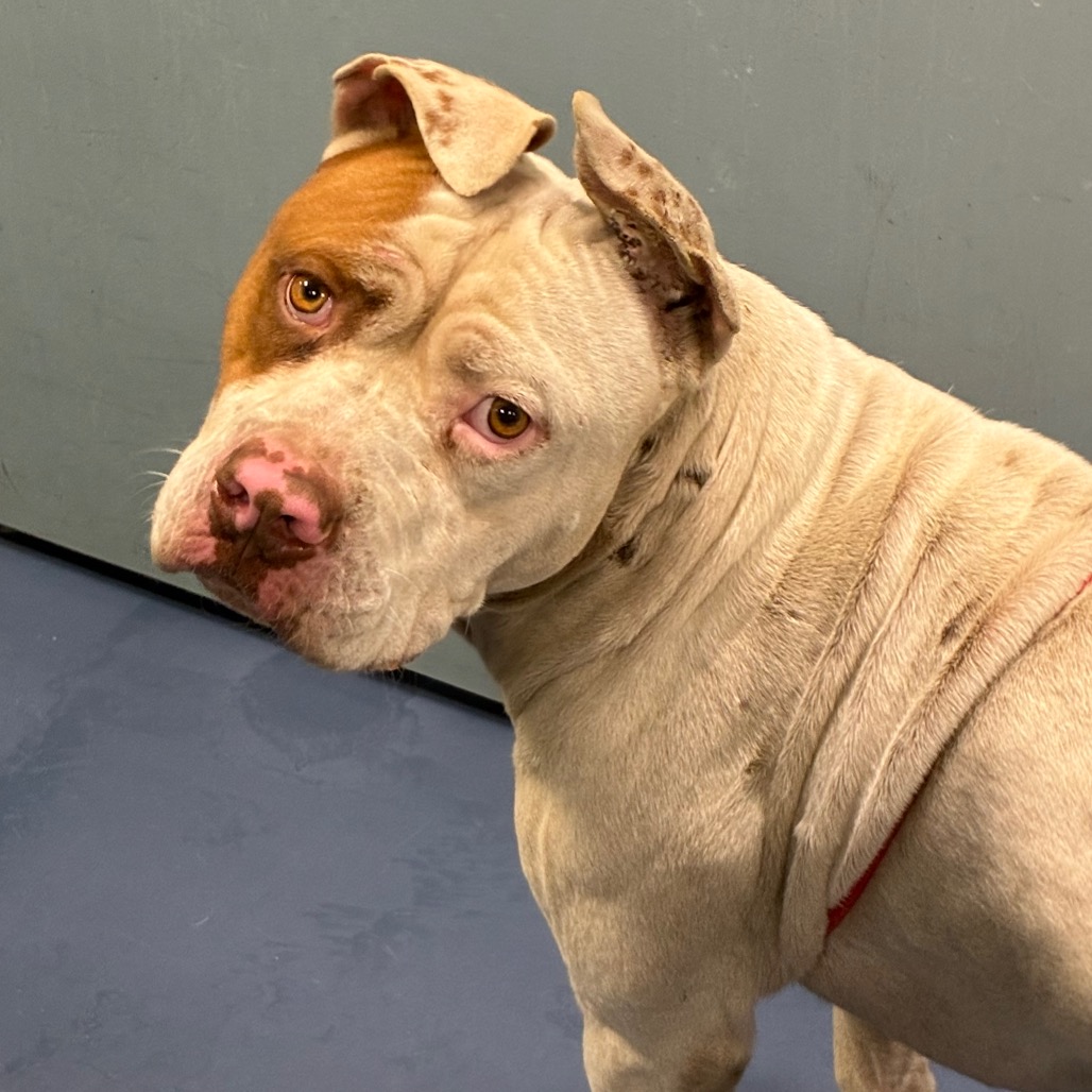 Shelter Stray Male Dog last seen , 980 Guilford College Rd, Greensboro, NC 27409, USA
