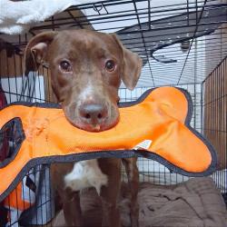 Shelter Stray Male Dog last seen , 2350 Appling City Cove, Memphis, TN 38133, USA