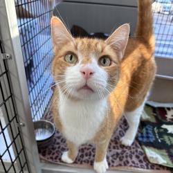 Shelter Stray Male Cat last seen , Animal Care & Control Team of Philly, 111 W Hunting Park Ave, Philadelphia, PA 19140, USA