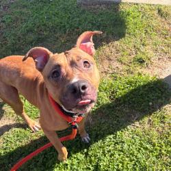 Shelter Stray Male Dog last seen , Animal Care & Control Team of Philly, 111 W Hunting Park Ave, Philadelphia, PA 19140, USA
