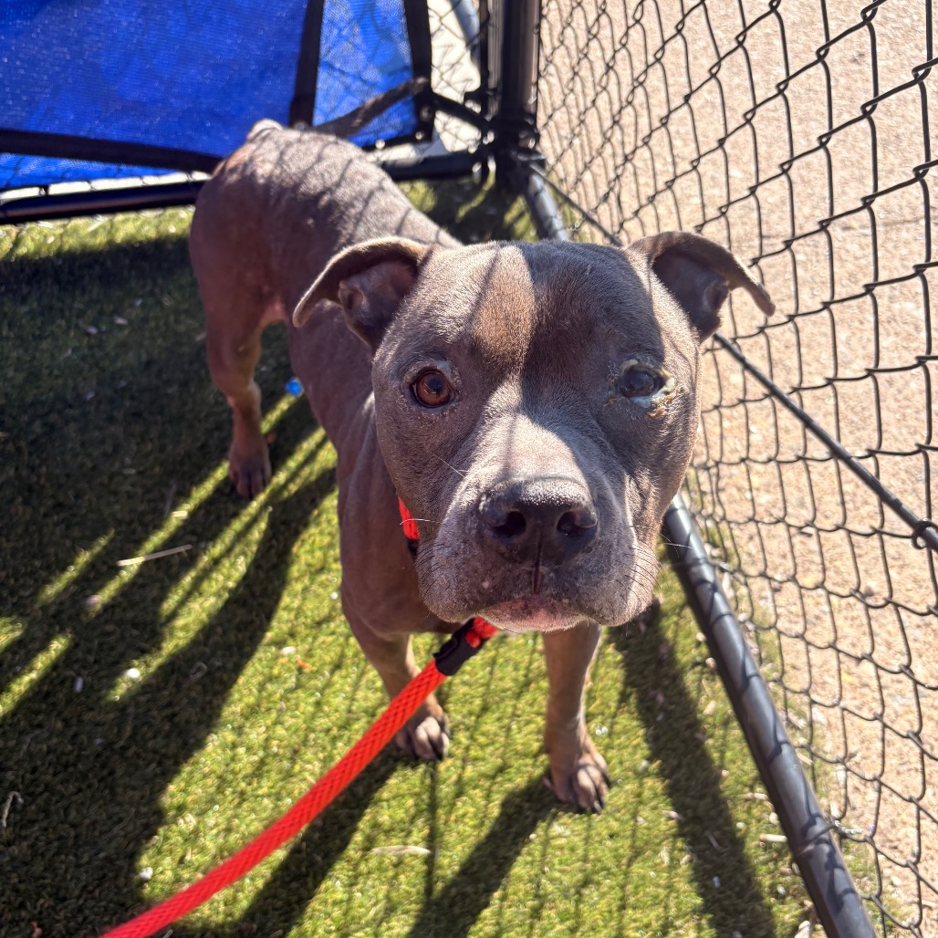 Shelter Stray Male Dog last seen , Animal Care & Control Team of Philly, 111 W Hunting Park Ave, Philadelphia, PA 19140, USA