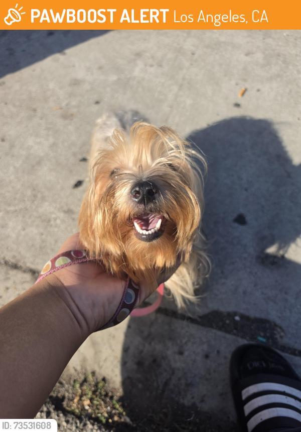 Found/Stray Female Dog last seen Arapahoe St and Venice St, Los Angeles, CA 90006