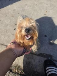 Found/Stray Female Dog last seen Arapahoe St and Venice St, Los Angeles, CA 90006