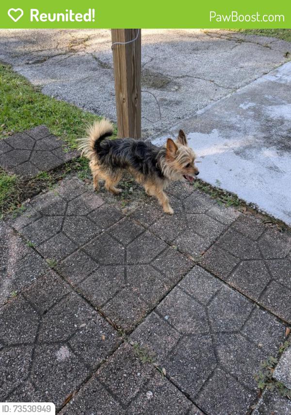 Reunited Male Dog last seen Kings hwy, Lakewood Park, FL 34951