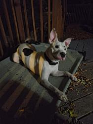 Reunited Unknown Dog last seen Near w 10th ave, Lakewood, CO 80214