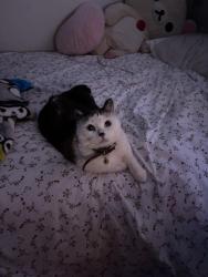 Reunited Female Cat last seen 56th and crown, Denver, CO 80239