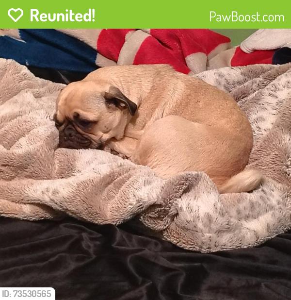 Reunited Female Dog last seen Near Apollo St, Redding, CA 96002, USA, Redding, CA 96002
