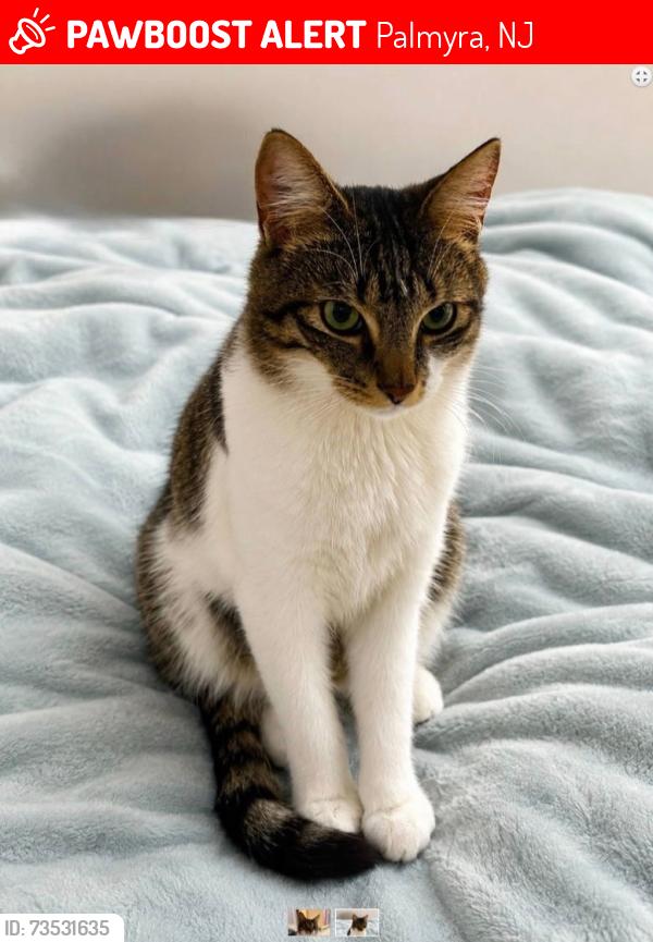 Lost Male Cat last seen Maple Ave and 5th street, Palmyra, NJ 08065