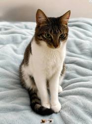 Lost Male Cat last seen Maple Ave and 5th street, Palmyra, NJ 08065