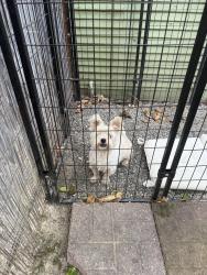 Reunited Male Dog last seen Burnett and Freeport, near Autozone, Sacramento, CA 95818