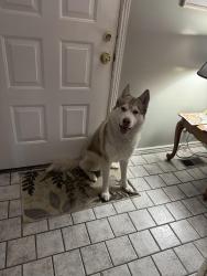 Found/Stray Male Dog last seen Pioneer Road Draper UT, Draper, UT 84020