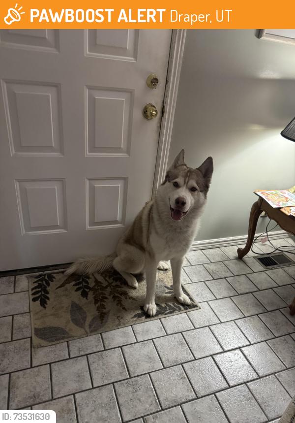 Found/Stray Male Dog last seen Pioneer Road Draper UT, Draper, UT 84020