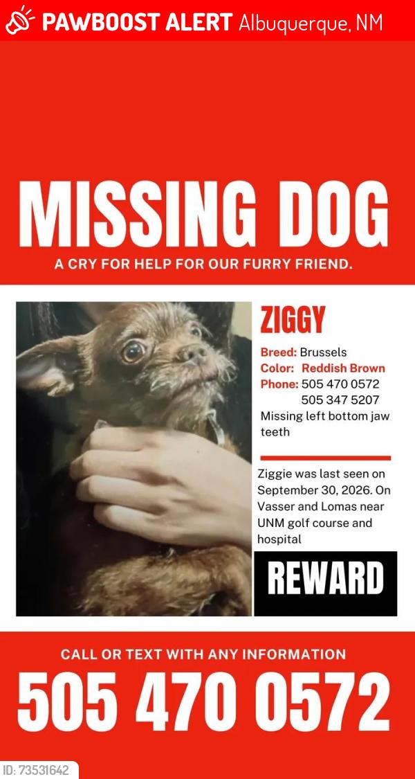 Lost Female Dog last seen Girard, Albuquerque, NM 87108