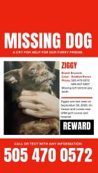 Lost Female Dog last seen Girard, Albuquerque, NM 87108