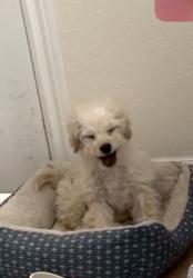 Lost Female Dog last seen Near Brownsboro Meridian Road, Eagle Point, OR 97524, Eagle Point, OR 97524