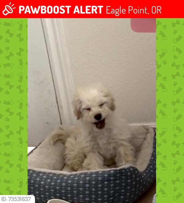 Lost Female Dog last seen Near Brownsboro Meridian Road, Eagle Point, OR 97524, Eagle Point, OR 97524