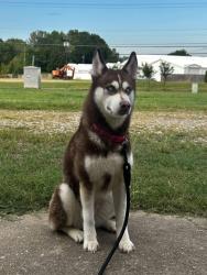 Reunited Female Dog last seen Lee willis rd and sugar mill road, Opelousas, LA 70570