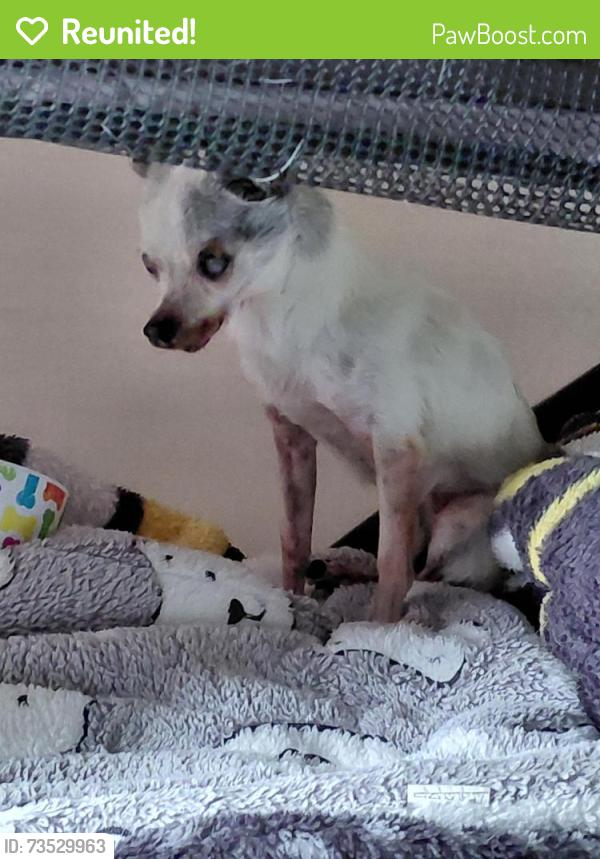 Reunited Female Dog last seen Dogwood, Winston-Salem, NC 27105