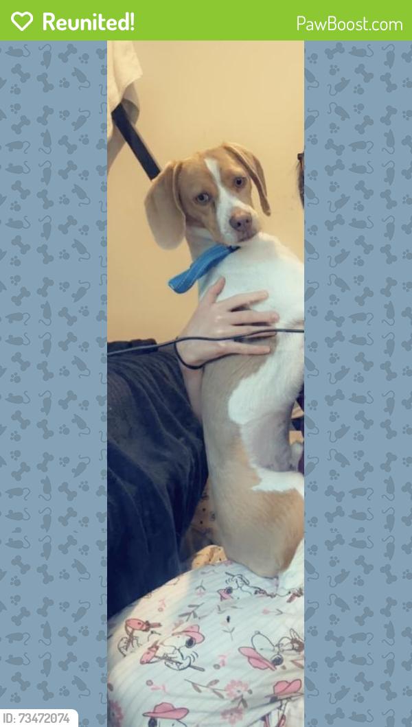 Reunited Male Dog last seen Near across the street, Lehigh Acres, FL 33936