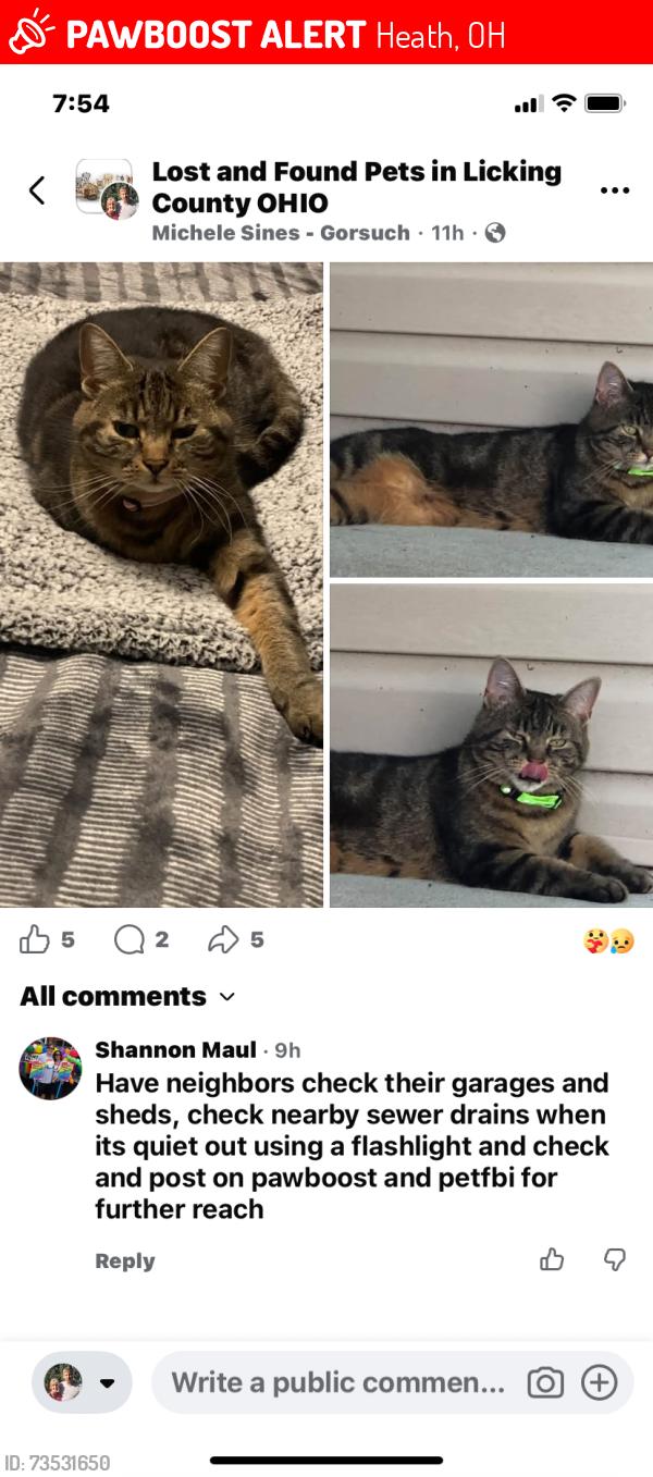 Lost Female Cat last seen Blue Jay rd and Watson Rc, Heath, OH 43056