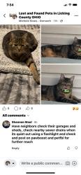 Lost Female Cat last seen Blue Jay rd and Watson Rc, Heath, OH 43056