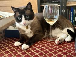 Lost Female Cat last seen Near N La Cienega Blvd, West Hollywood, between W. Holloway Dr & Sunset Blvd., West Hollywood, CA 90069