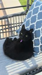 Lost Female Cat last seen Village on the Green .Bixby village dr, Long Beach, CA 90803