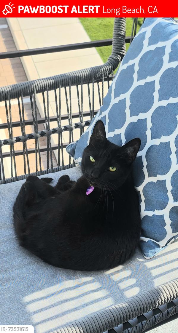 Lost Female Cat last seen Village on the Green .Bixby village dr, Long Beach, CA 90803