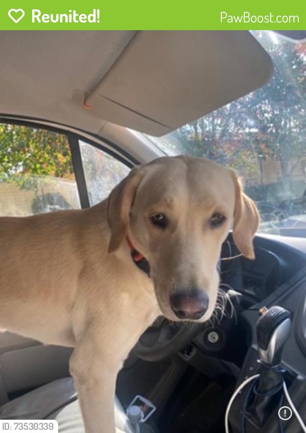 Reunited Male Dog last seen 204th by Walmart, Spanaway, WA 98387