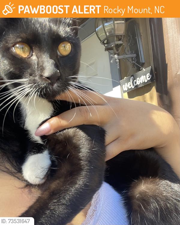 Found/Stray Male Cat last seen farmington hills, Rocky Mount, NC 27803