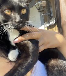 Found/Stray Male Cat last seen farmington hills, Rocky Mount, NC 27803