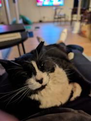 Reunited Female Cat last seen Scholls Ferry and Patton, Portland, OR 97221