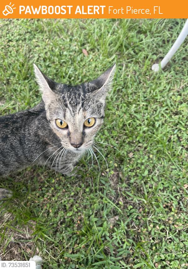 Found/Stray Female Cat last seen Florida Ave/11th st, Fort Pierce, FL 34950