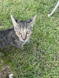 Found/Stray Female Cat last seen Florida Ave/11th st, Fort Pierce, FL 34950