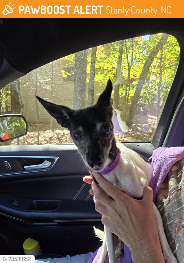 Found/Stray Female Dog last seen Tar Heal & Lakeshore, Murphy, NC 28906