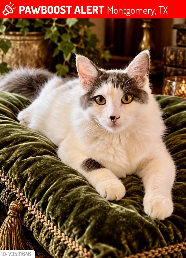 Lost Female Cat last seen Walden, Margaritaville, Montgomery, TX 77356
