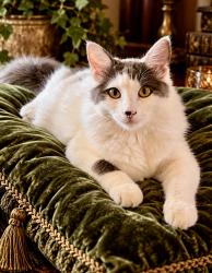 Lost Female Cat last seen Walden, Margaritaville, Montgomery, TX 77356