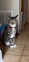 Lost Male Cat last seen Britta and Addison, Franklin Park, IL 60131