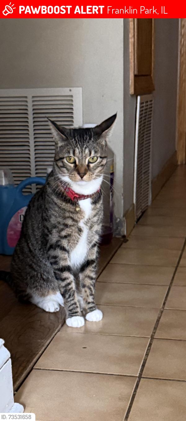 Lost Male Cat last seen Britta and Addison, Franklin Park, IL 60131