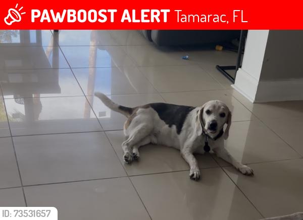 Lost Male Dog last seen 82nd street cassia terrace, Tamarac, FL 33321
