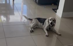 Lost Male Dog last seen 82nd street cassia terrace, Tamarac, FL 33321