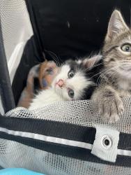 Shelter Stray Male Cat last seen Near E 475 N, North Salt Lake, UT 84054, USA, 1422 E 600 N, Fruit Heights, UT 84037, USA