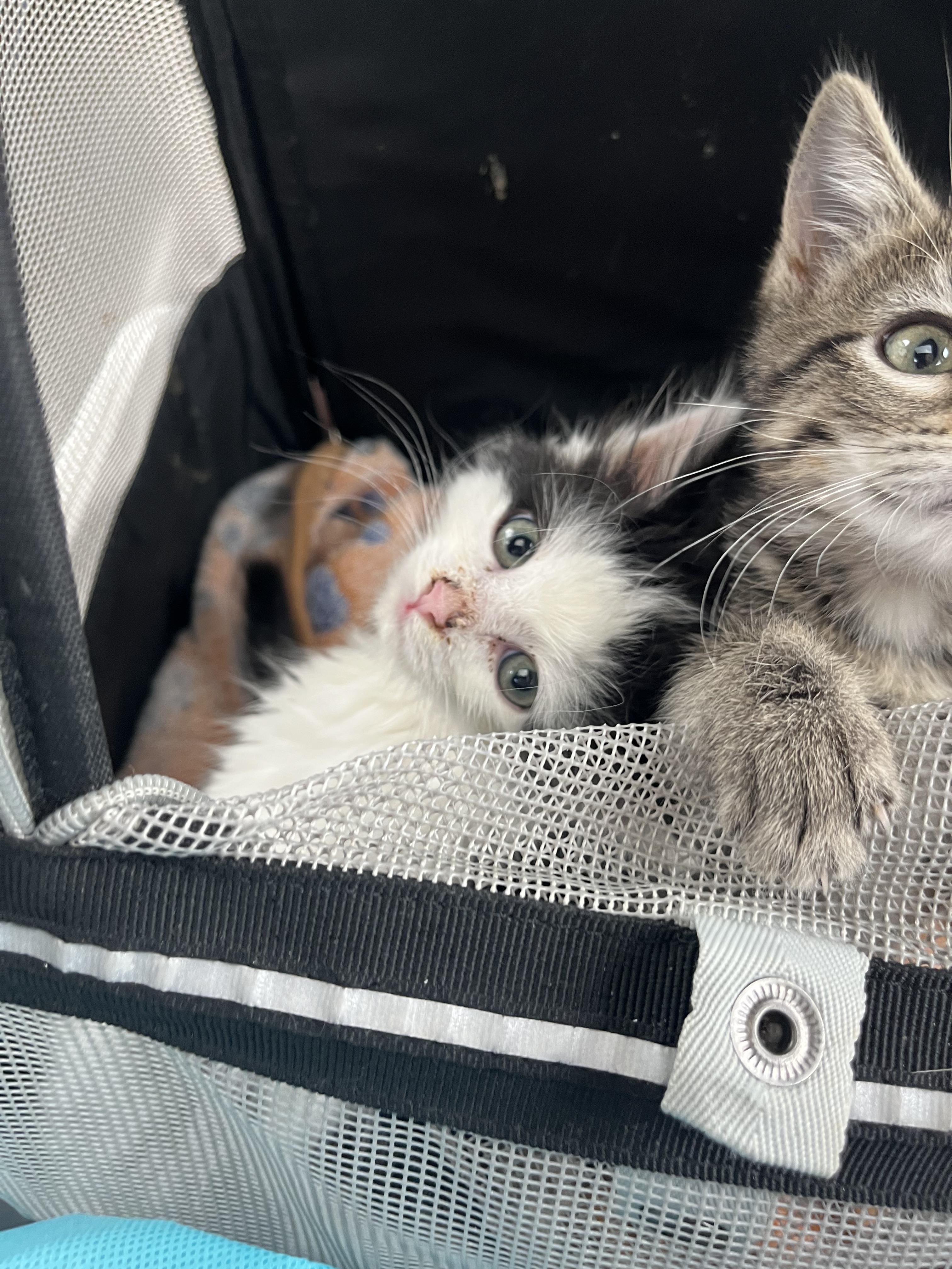 Shelter Stray Male Cat last seen Near E 475 N, North Salt Lake, UT 84054, USA, 1422 E 600 N, Fruit Heights, UT 84037, USA