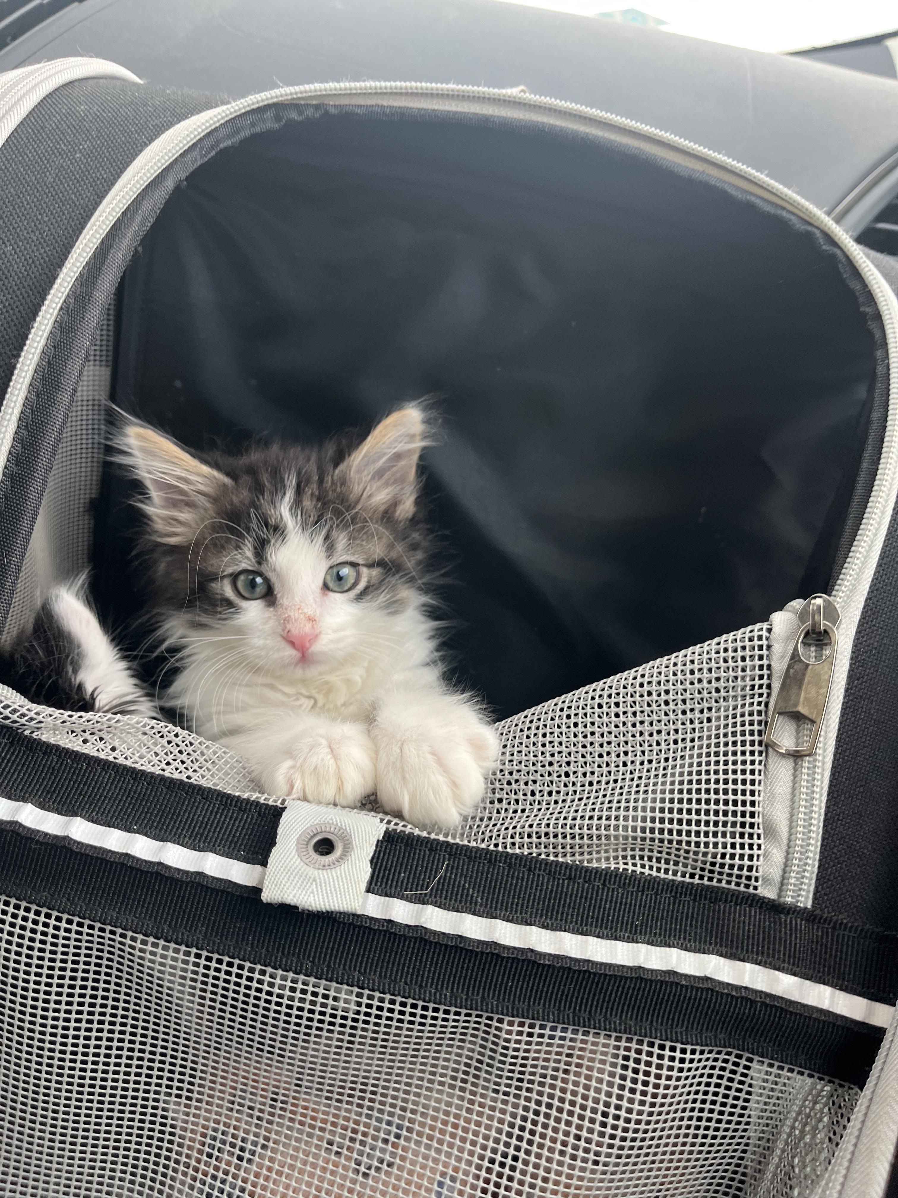 Shelter Stray Male Cat last seen Near E 475 N, North Salt Lake, UT 84054, USA, 1422 E 600 N, Fruit Heights, UT 84037, USA
