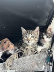 Shelter Stray Female Cat last seen Near E 475 N, North Salt Lake, UT 84054, USA, 1422 E 600 N, Fruit Heights, UT 84037, USA