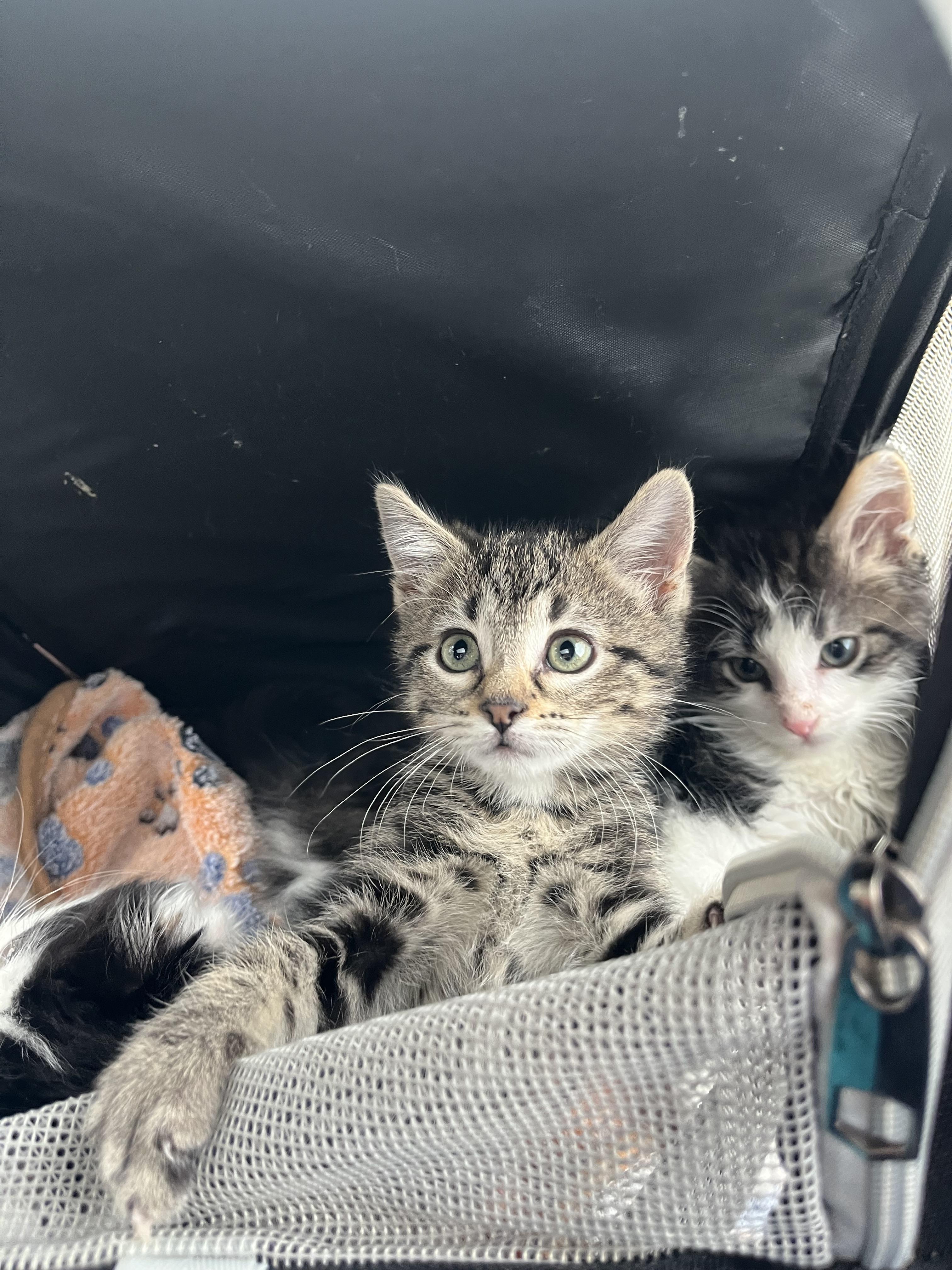 Shelter Stray Female Cat last seen Near E 475 N, North Salt Lake, UT 84054, USA, 1422 E 600 N, Fruit Heights, UT 84037, USA