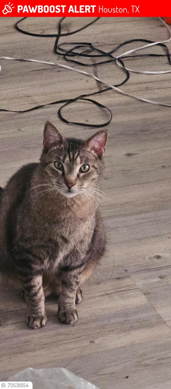 Lost Male Cat last seen Near Holly Hall Street, Houston, TX 77054